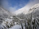 Subalpine flora festooned with fresh snow.  /md