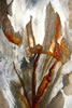 Flora/fauna, 2nd    David Blunt - Limestone formation in Blue Creek cave