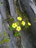 Flora/fauna, 3rd    Jo Kay - Rununculi, Gordons Pyramid