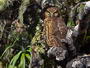 Native flora and fauna, 2nd - Mark Graesser