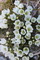 Native flora and fauna, 3rd - Leah Parker
