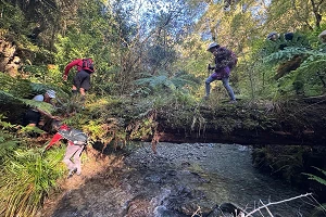 walking along log