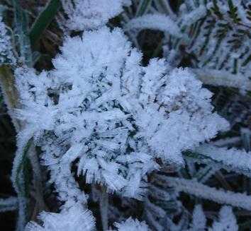 starveall 2