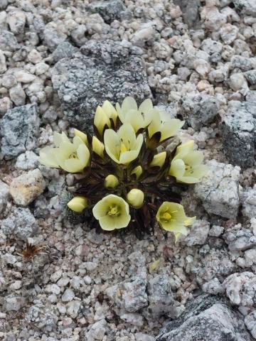 Cream Gentian only found on the Lookout Range