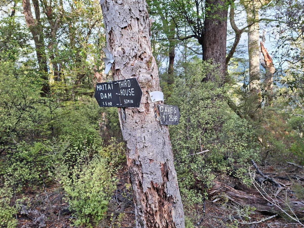tree sign