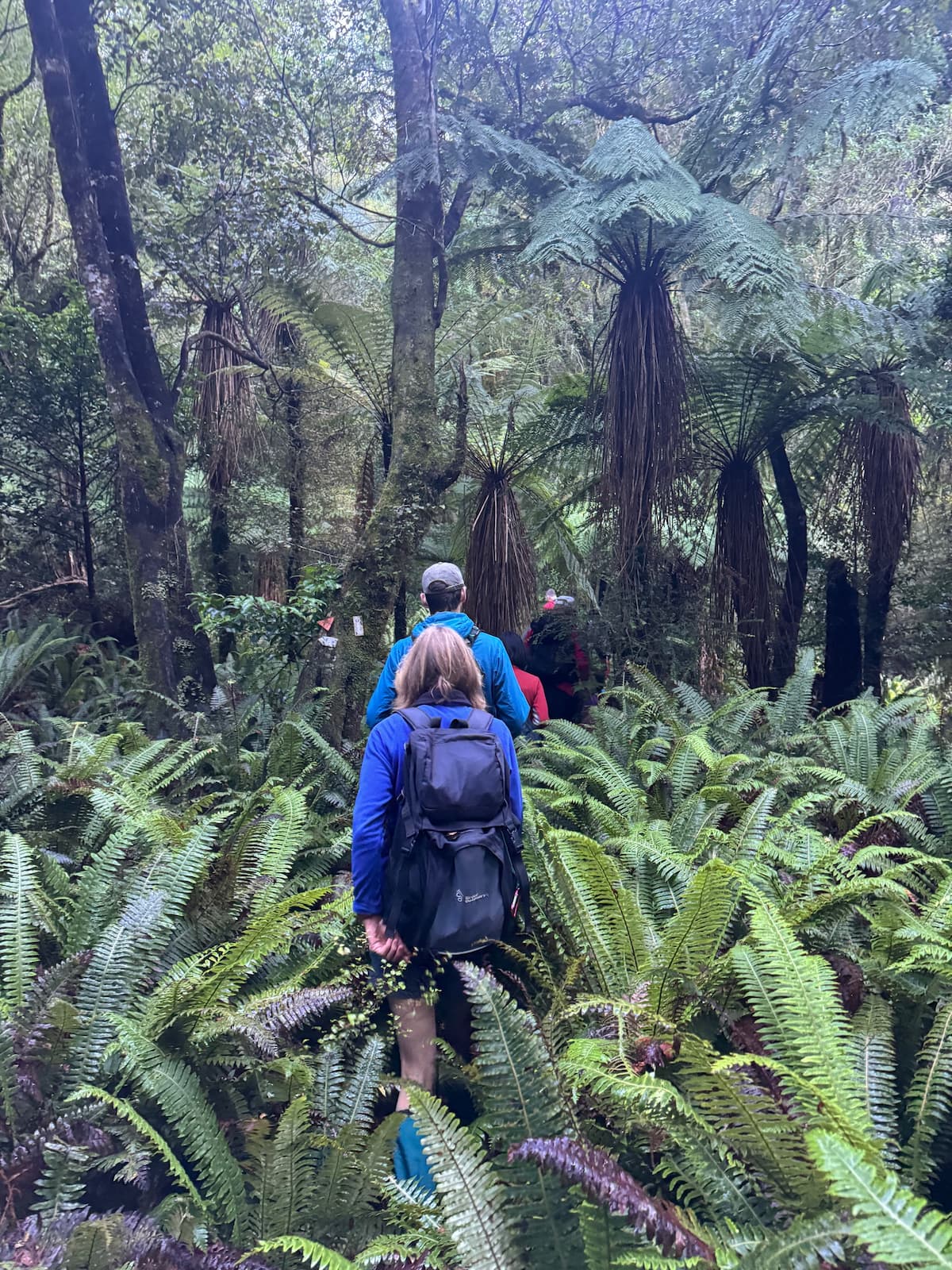 walking thru ferns